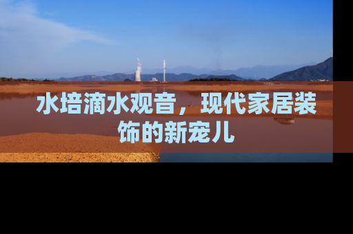 水培滴水观音，现代家居装饰的新宠儿