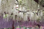 大厂紫藤园